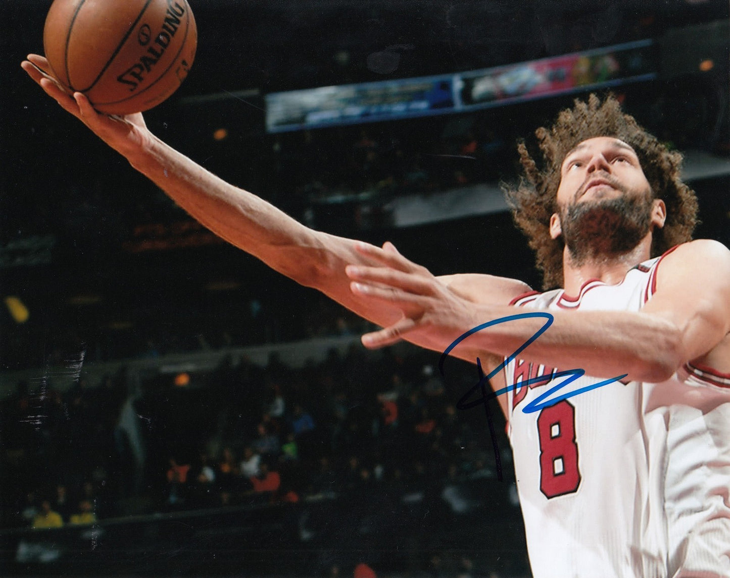 ROBIN LOPEZ signed (CHICAGO BULLS) autographed BASKETBALL 8X10 photo W/COA #8